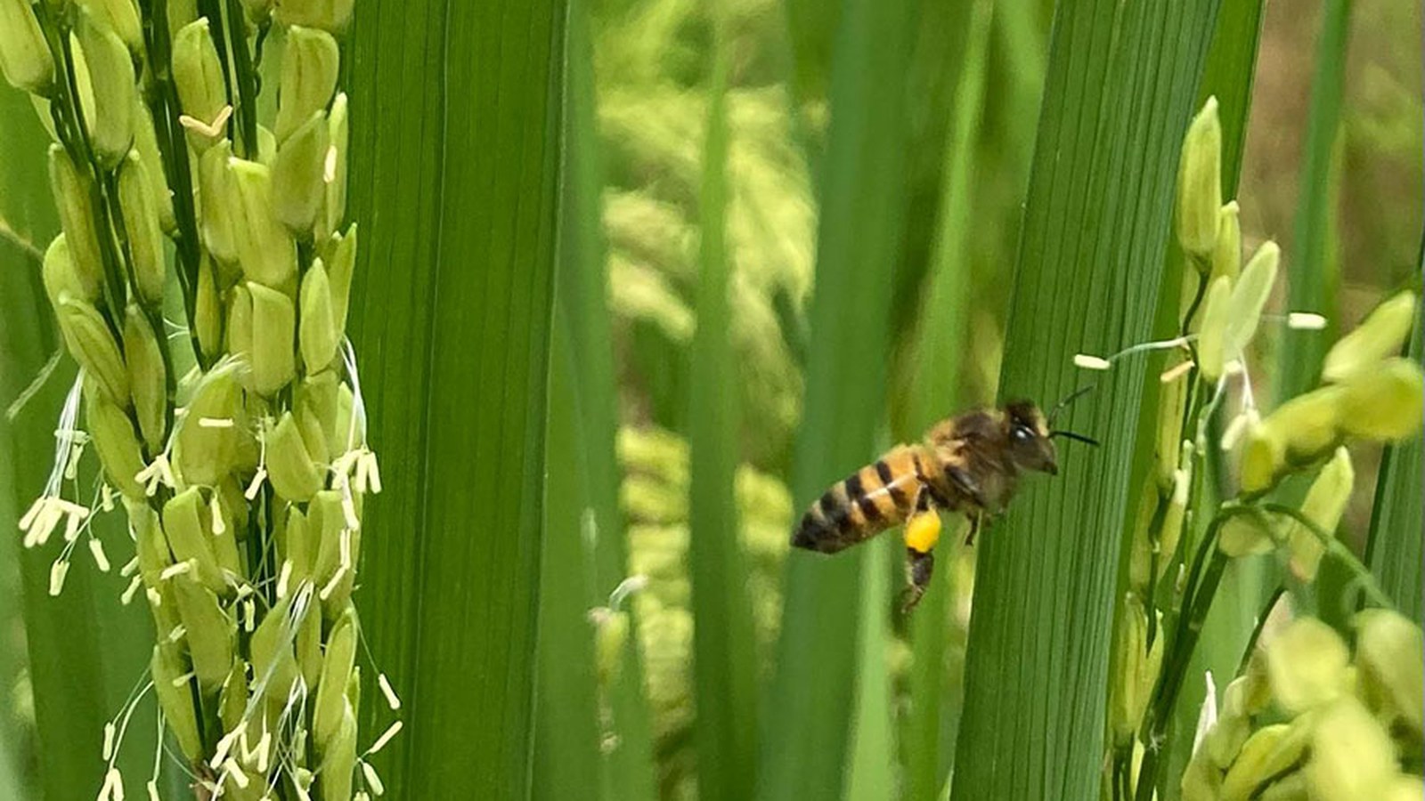 Abelhas nativas elevam produção de arroz em até 26%, diz Embrapa