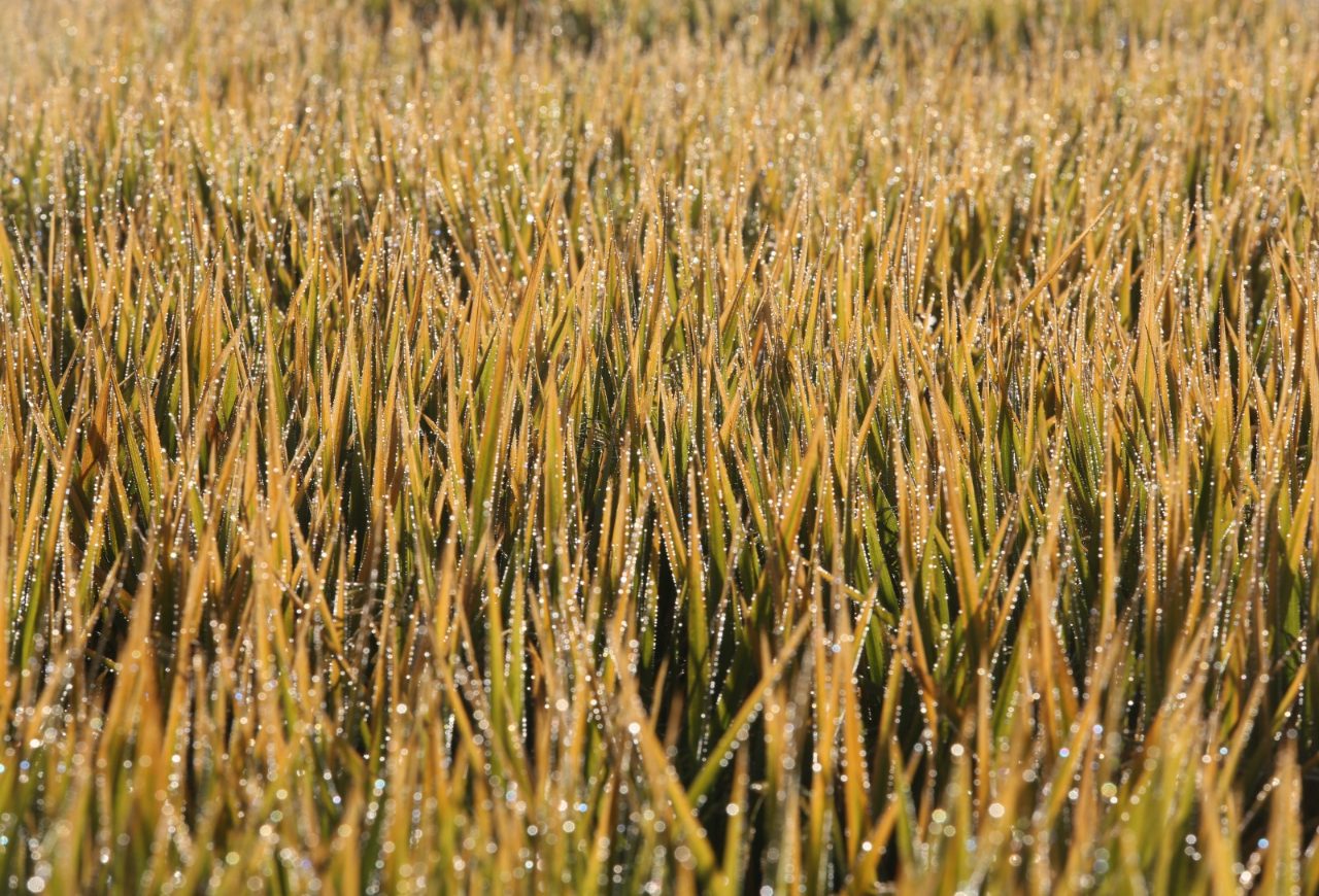 Arroz para exportação chega a R$ 90 por saca com retomada das compras no RS