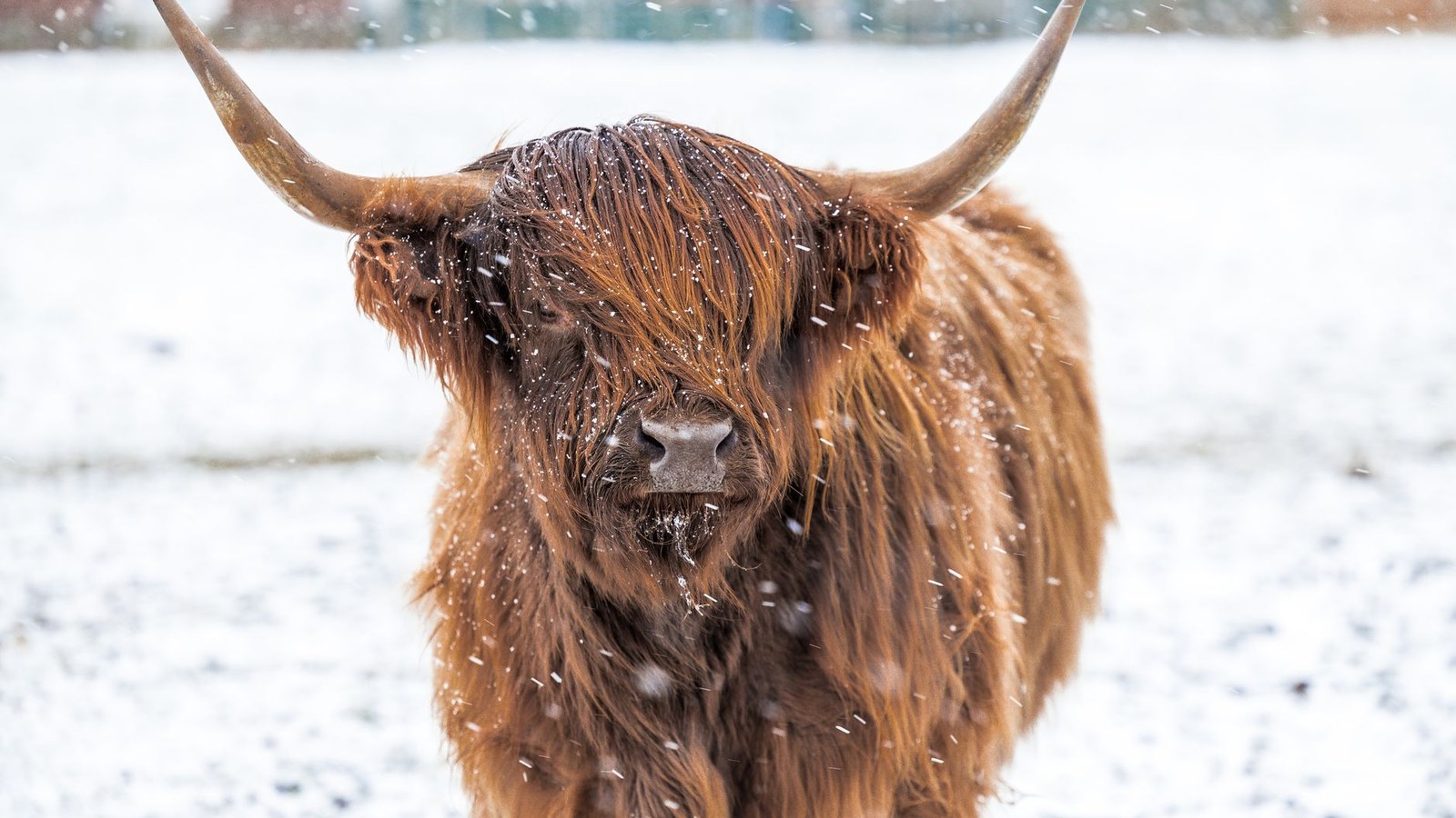 Neve cai no RS e frio intenso atinge Sul do estado nesta segunda