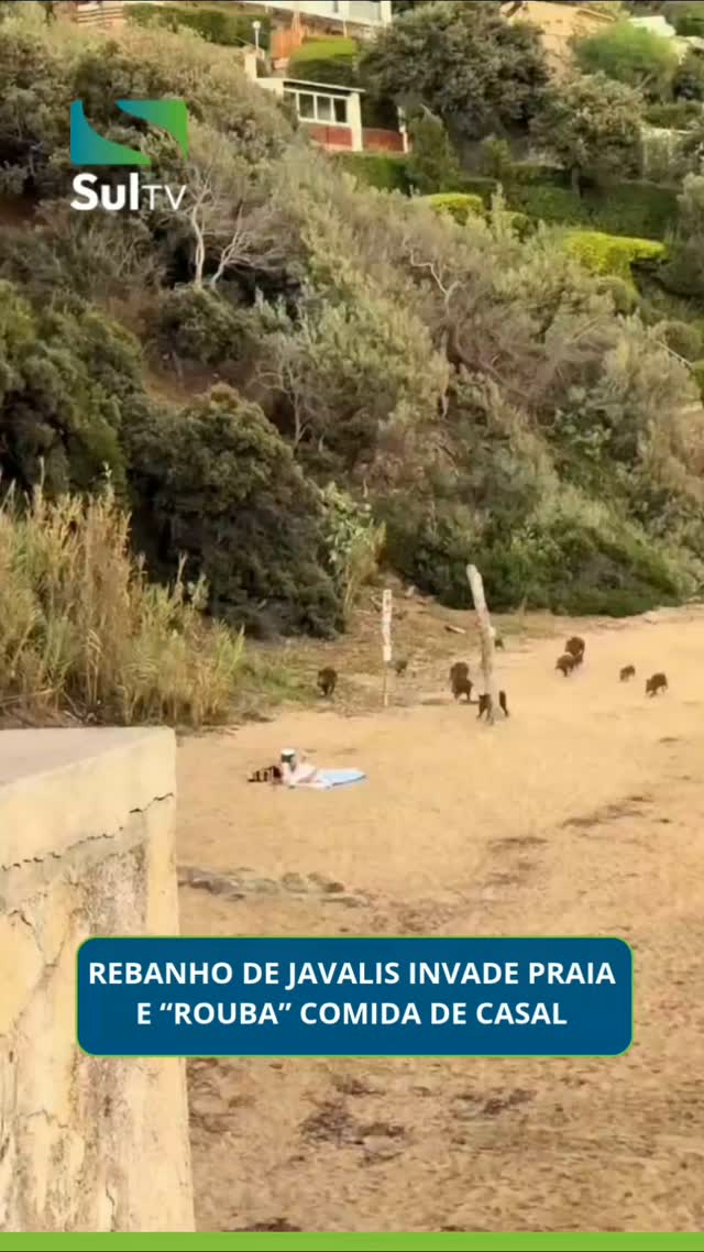 Um casal que estava em uma praia foi surpreendido por um rebanho de javalis que avançou em direção aos jovens. Eles ain…