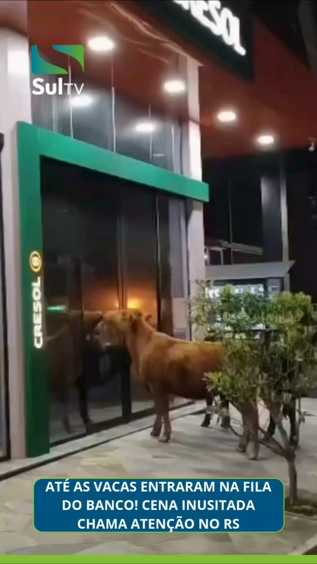 Nem o gado escapou da fila do banco! Um registro inusitado feito em Ipê, no Rio Grande do Sul, mostra vacas e bois para…