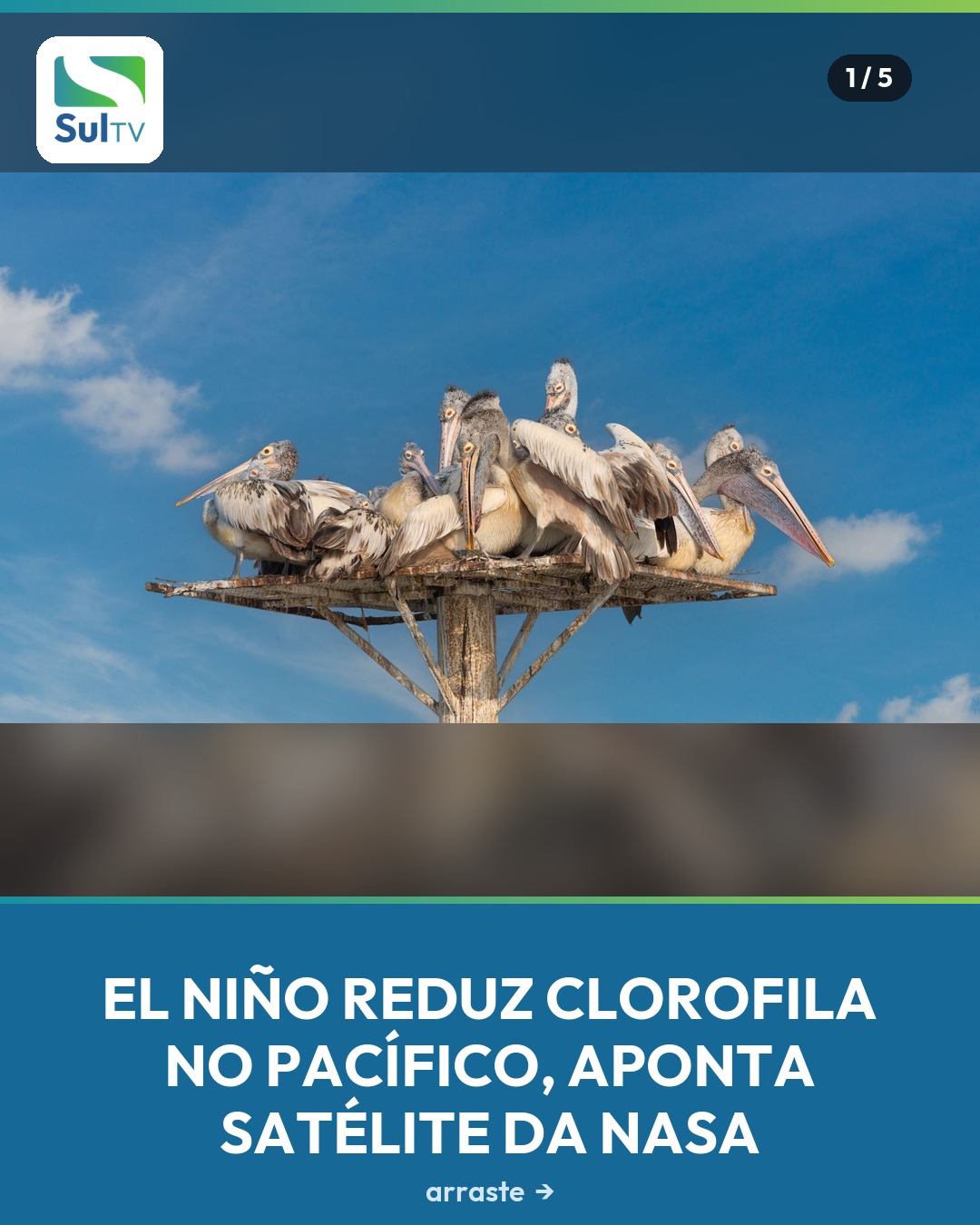 O aquecimento das águas do Pacífico já está mudando a vida embaixo d'água.