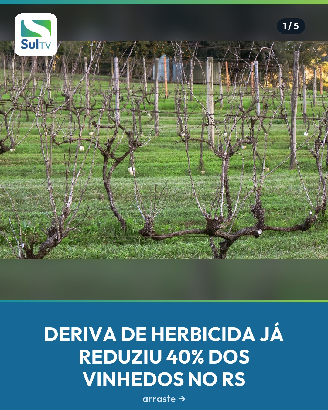 Produtores de frutas do Rio Grande do Sul enfrentam perdas de até 50% na produção de uva por causa da deriva de herbici…
