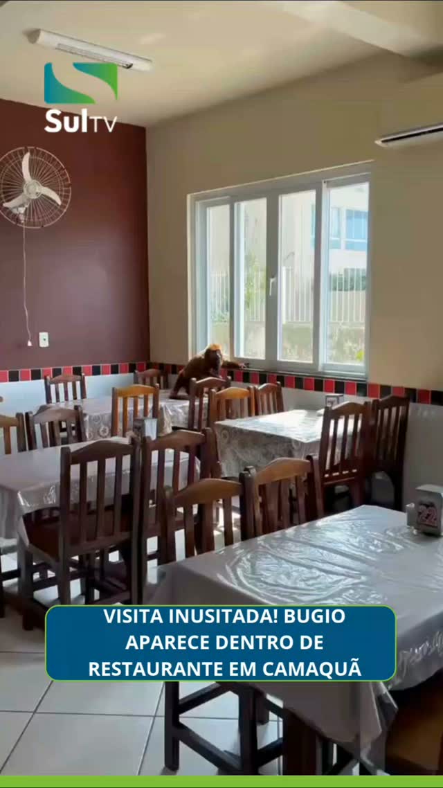 VISITA INUSITADA! Bugio aparece dentro de restaurante no centro de Camaquã. Um bugio surpreendeu clientes e funcionário…