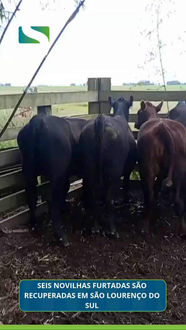 A Polícia Civil recuperou seis novilhas furtadas de uma propriedade rural em São Lourenço do Sul. Os animais foram iden…