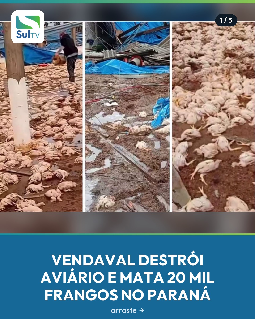 Ventos de até 124,9 km/h derrubaram estrutura de criação e levaram Apucarana a decretar situação de emergência
